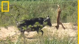 Un búfalo lanza por los aires a un cachorro de león  National Geographic en Español [upl. by Reel]