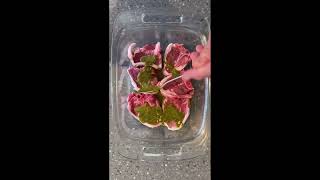 Everdure KLN  ChimichurriGlazed Aussie Lamb Loin Chops [upl. by Ronalda]