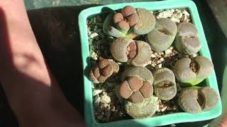 Lithops Rooting Update And Discussion [upl. by Einatsed267]