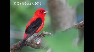 Scarlet Tanager singing [upl. by Gustafsson]