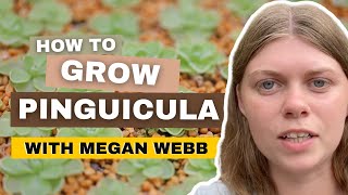 Pinguicula Plant Care amp Propagation With Megan Webb [upl. by Sweatt]