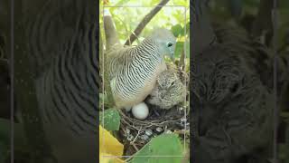 striped pigeon birds nature shorts beautiful [upl. by Almira]