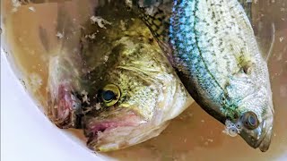 ANOTHER FUN FISHING DAY 🎣 FULL OF CRABBIES 🐠🐟🐠 AT BURKE LAKE VA USA 🇺🇸 AMERICA❤️ [upl. by Horatius]