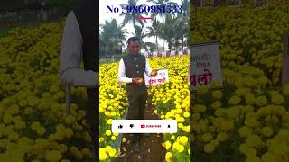 baramati kvk  krushik  बारामती कृषी प्रदर्शन  dream yellow  marigold shorts [upl. by Ynnavoig]