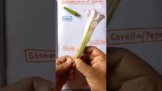 Datura Flower Dissection ⚘⚘⚘ youtubeshorts reels viral ytshorts biology flower flowers [upl. by Neltiac]