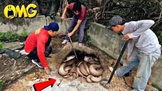 Brave Expert Catch 100 Black Cobras By Detector [upl. by Annaihr939]