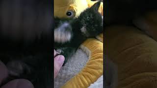 Kot i ośmiornica uroczy duet 😍kociaki kitten cute short [upl. by Eikkin]