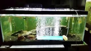 Ultralife Red Slime Stain Remover in My Brackish Tank [upl. by Neelcaj993]