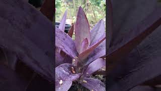 Tradescantia pallida Purple Hearttradescantia reels leaves shortvideo [upl. by Hugibert]