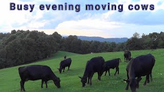 Busy evening moving cows [upl. by Leidag849]