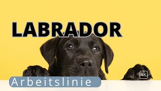 ArbeitslinienLabrador Der Unterschied zur Showlinie [upl. by Cired]