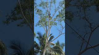 Cutting of falcata trees [upl. by Cleon3]