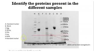 How to analyse SDSPAGE Gel scan [upl. by Townsend2]