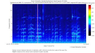 Likely Southern Resident J Pod Killer Whales at Fraser Delta [upl. by Lladnarc]