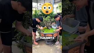 Orang Orang Ini Terkejut Melihat Kolam Ikannya Menjadi Sangat Buruk ‼️😱shorts [upl. by Neitsabes509]