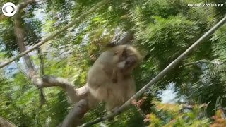 Baby gibbon born at Oakland Zoo [upl. by Dan918]