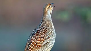 Grey francolin Francolinus pondicerianus sound Call and song [upl. by Losse]