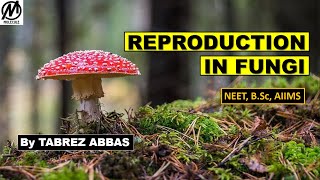 REPRODUCTION IN FUNGI  NEET AIIMS BSc MSc Entrance [upl. by Notkcorb]