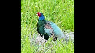 Pheasants  species [upl. by Netty565]