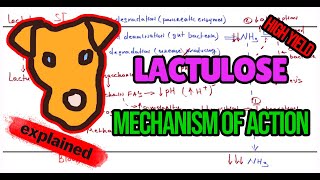 Mechanisms Lactulose in hyperammonemia [upl. by Pengelly]