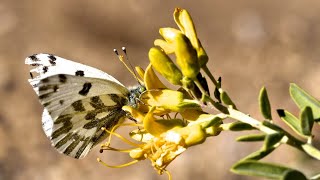 Bladderpod Lacy Phacelia Cluster  Inland Native Garden  Ep14 [upl. by Abe]