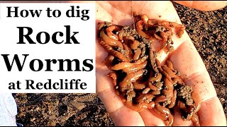 How to Dig Rock Worms at Redcliffe  Whiting fishing [upl. by Nilyahs]