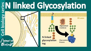 N linked glycosylation  What is the role of Nlinked glycosylation in ER protein folding [upl. by Cullin]