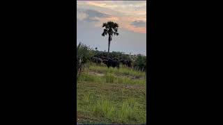 Adventure travel safari viralvideoExplore Explore [upl. by Anehta]