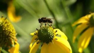 Hoverfly on Cutleaf Coneflower ハナアブの一種がオオハンゴンソウの花で吸蜜【名前を教えて】 [upl. by Yak]