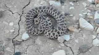 Mexican Hognose Snake Bluffing [upl. by Golding438]