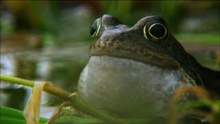 Frog mating season on the Shannon  Irelands Wild River  Nature on PBS [upl. by Acsicnarf]