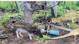 Its great to use wood to make scissors for wild boarpigeon wildboar animals wildwildlife [upl. by Feldstein]