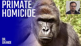 Determined 3YearOld Boy Enters Gorilla Exhibit  Harambe the Gorilla Case Analysis [upl. by Singhal758]