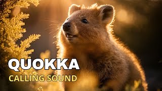 Quokka Calling Sound [upl. by Ayidah325]