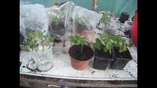 How to Propagate Roses from Cuttings  3 Simple Methods to Propagate them from Cuttings [upl. by Dwane]