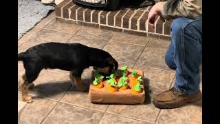 Fun Scent Training Game for Your Puppy puppy scent training [upl. by Iene]