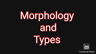 Morphology Linguistics Lecture 03 BS English 1st Semester [upl. by Edythe]