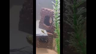 Unboxing adding new Green Spotted Puffer Fishbrackish water fish [upl. by Jilli675]