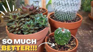 HOW and WHEN to repot cactus and succulents  5 Essential Tips [upl. by Beutner]