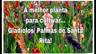 VLOG DOS BULBOS À FLORAÇÃO COMO CULTIVAR OS GLADÍOLOS Palmas de Santa Rita 🇵🇹 [upl. by Ardle]