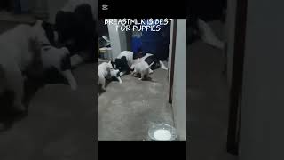 Breast Milk vs Formula Milk Five weekold puppies [upl. by Nawad131]