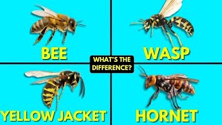 Whats The Difference Between Bees Wasps Yellow Jackets and Hornets [upl. by Ayrotal]