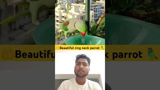 Beautiful ring neck parrot birds zikibirdinfo parrot foryou youtubeshorts trendingshorts [upl. by Janet]