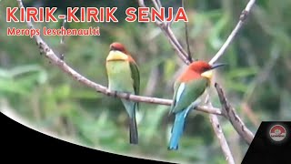 Burung Kirik Kirik Senja Chestnutheaded Beeeater [upl. by Gardner58]