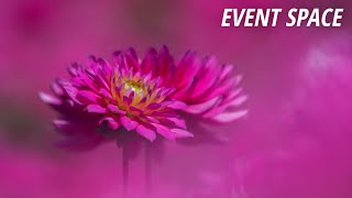 How to Be Creative in Your Flower Photography  BampH Event Space [upl. by Rettig782]