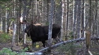 Chasse à lorignal à larc  Bow moose hunting in Quebec [upl. by Ahsirtak]