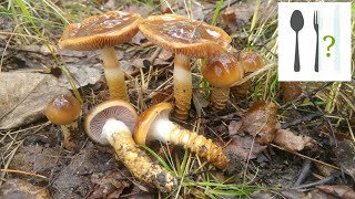 Zasłonak pospolity Cortinarius trivialis Jaworzno [upl. by Pennington550]