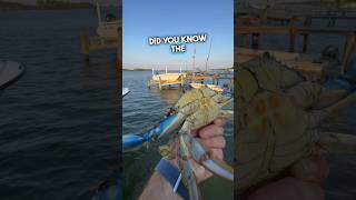 Crabs can swim👀🦀 chesapeakebay bluecrab crabbing [upl. by Davin]