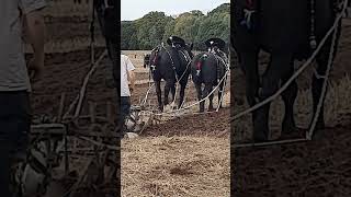 Traditional Horse Ploughing at the 73rd British National Ploughing Championships 13th October 2024 [upl. by Etteniotna]