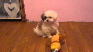 shichon puppy shichon puppies zuchon puppies teddy bear puppy breeder fuzzywuzzypups [upl. by Yole]